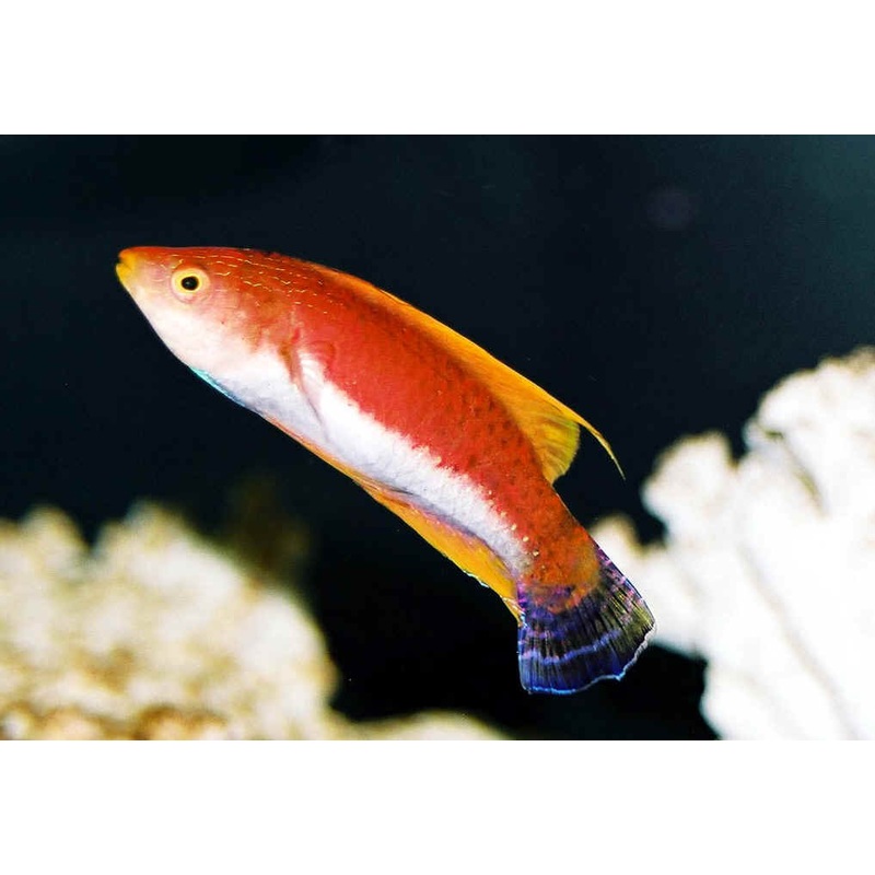 Whipfin Fairy Wrasse Size: XXL SHOW 3.5" and Above