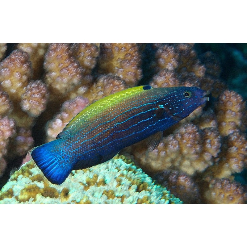 Yellowback Comet Wrasse Size: Tiny 1" or Below