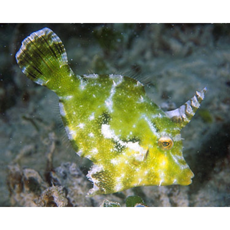Aiptasia Eating Filefish Size: L 3" to 4"