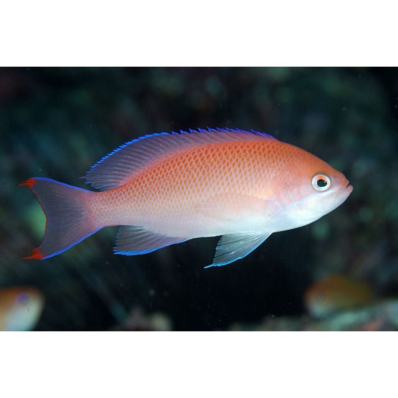 Tricolor Red Belt  Anthias Female