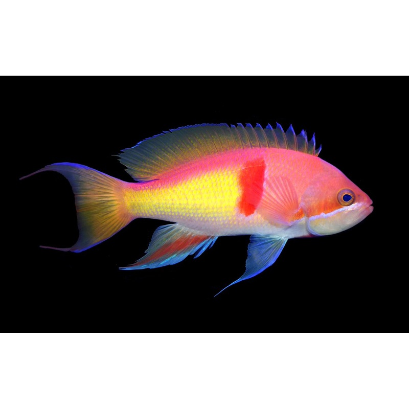 Tricolor Red Belt Anthias Male