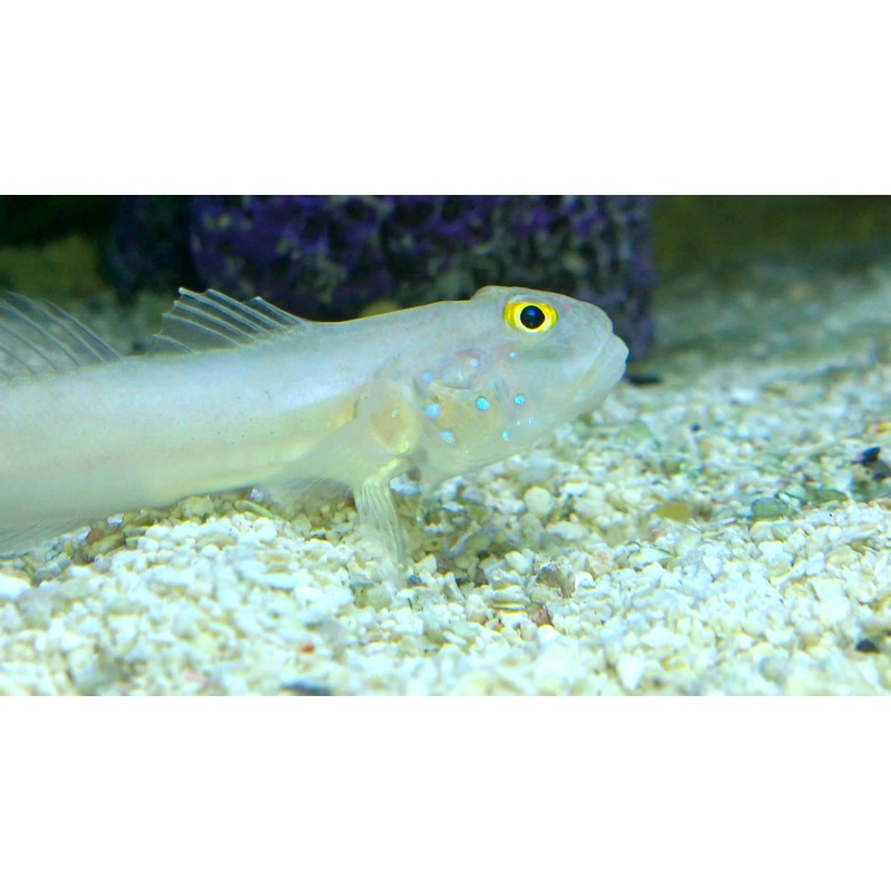 White Sand shifting Sleeper Goby Size: M 3" to 4"