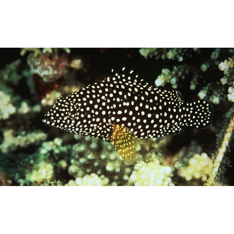 White Spotted Grouper Size: 3" to 4"