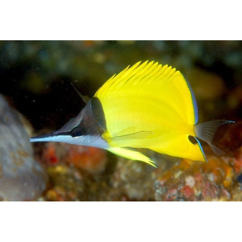 Yellow Longnose Butterflyfish Size: M 2.5" to 3.5"