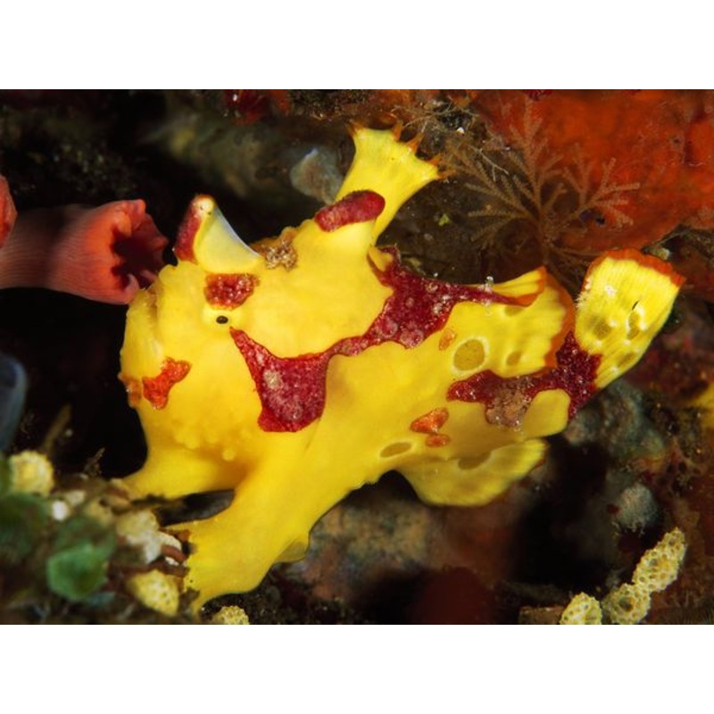 Yellow Pink Warty Angler Size: ML 3" to 4"