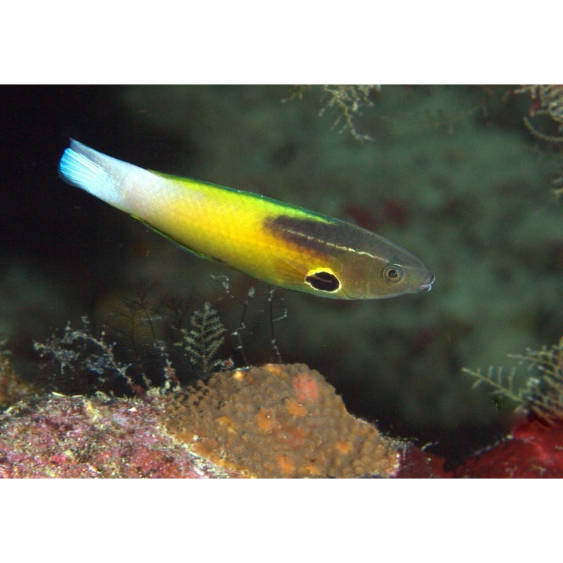 Allen's Tubelip Wrasse Size: M 1" to 2"
