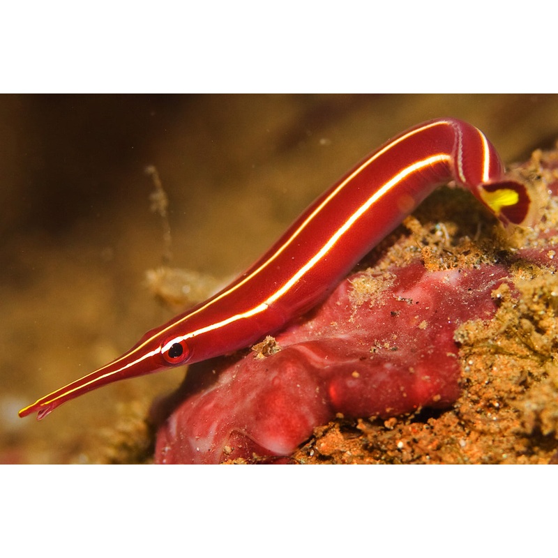 Striped Urchin Clingfish