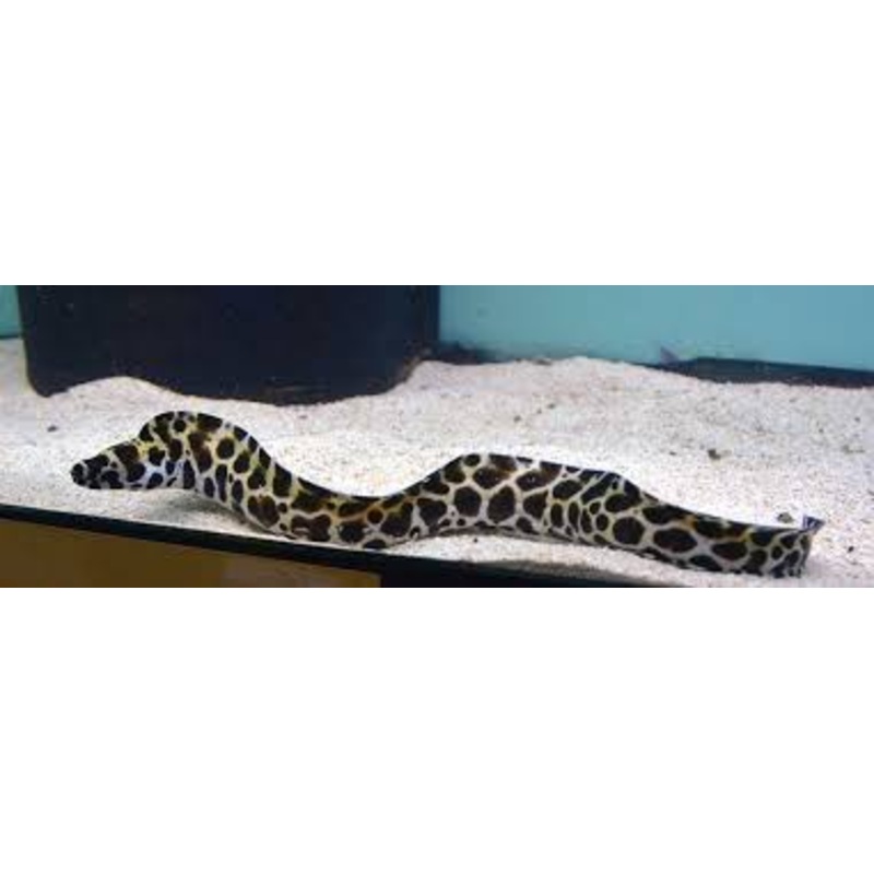 Tessellata Eel Size: SHOW/XXL 18" and Above (Very Thick in Diameter Huge Specimen)