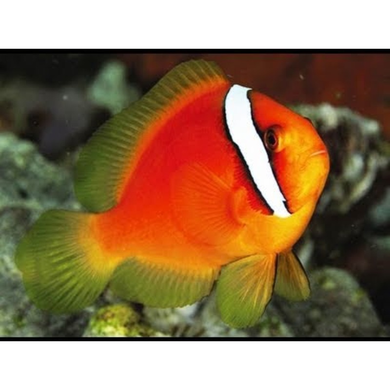 Tomato Clownfish Size: Tiny 1" and Below