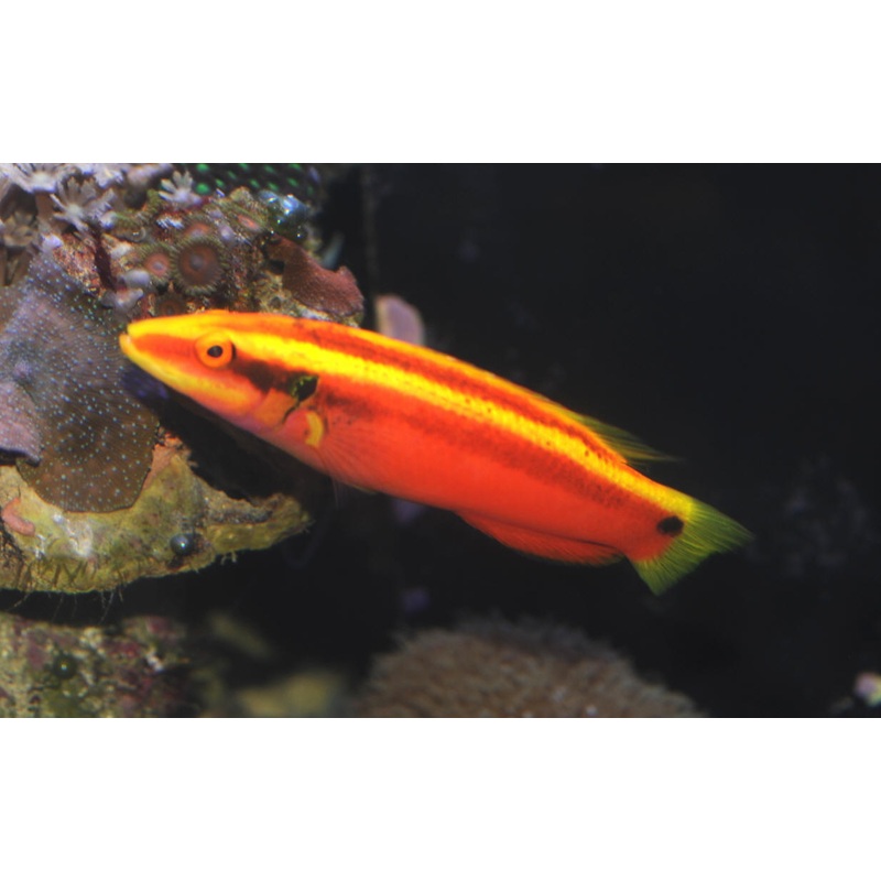 Twospot Hogfish