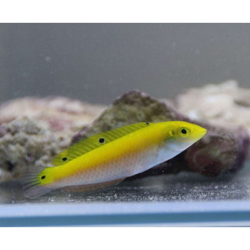 Yellow Purple Wrasse Size: L 3" to 4"