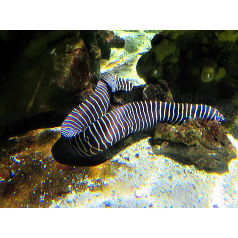 Zebra Moray Eel Size: Tiny 8" and Below (Slender in Diameter)