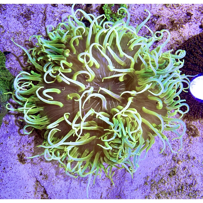 Long Tentacle Anemone Size ML: 5" to 7 "