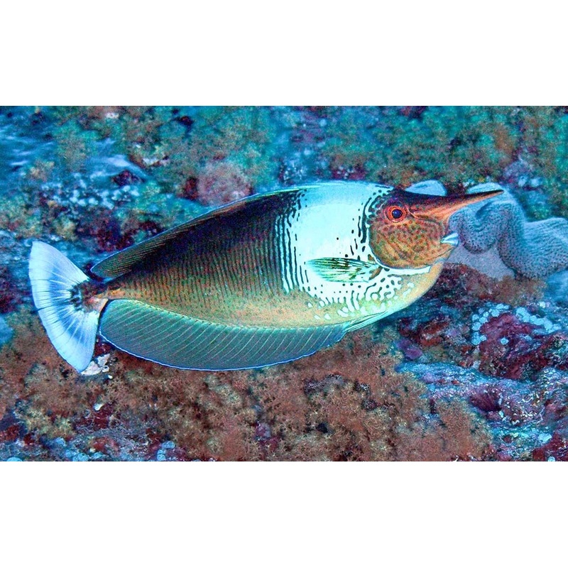 Longnose Spotted Unicorn Tang Size: XL 7" to 8"