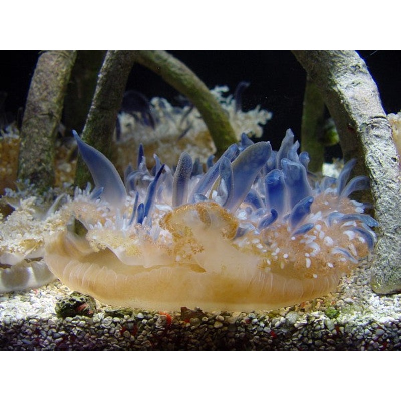 Upside Down Jellyfish Size: M 2.5"-3.5" Diameter Approx