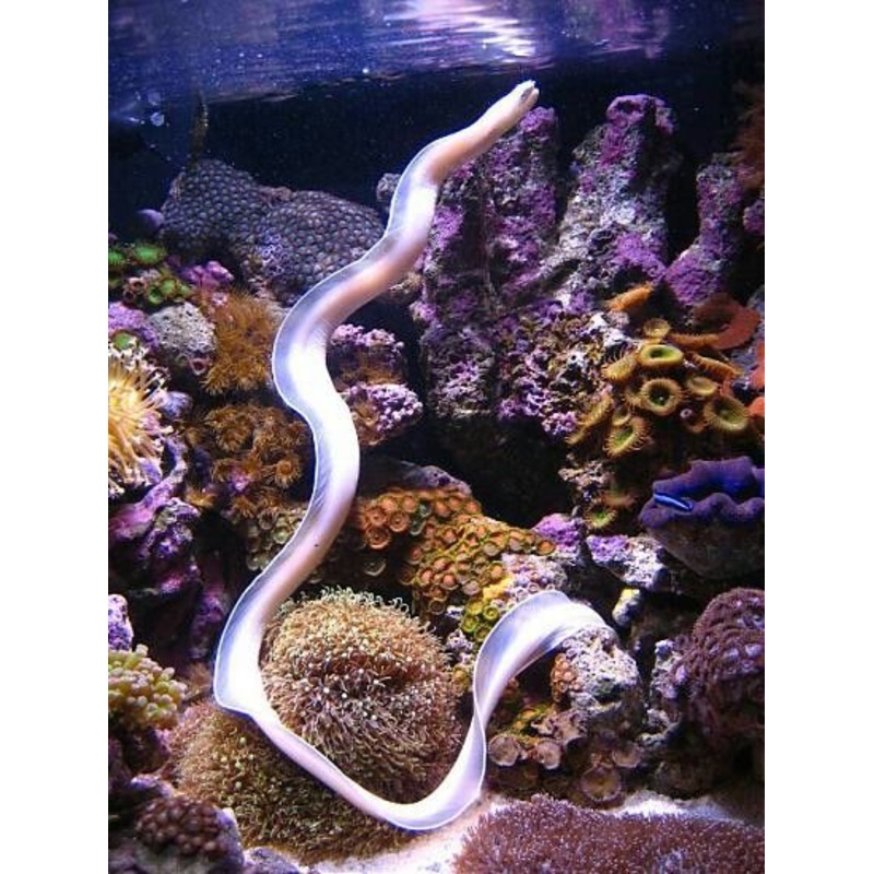 White Ribbon Eel Size: XL/ 20" and Above