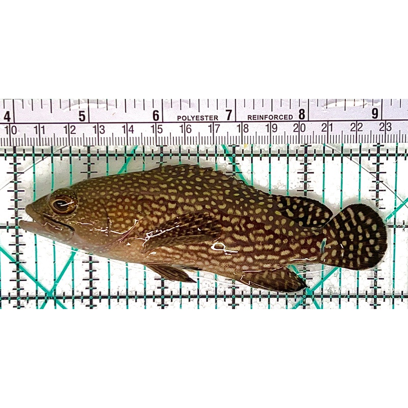 White Spotted Grouper WSG050601 WYSIWYG Size: XL 5.25" approx