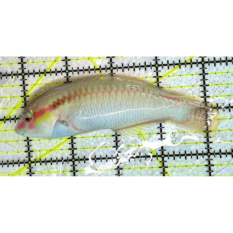 Zigzag Wrasse Size: ML 3" to 4"
