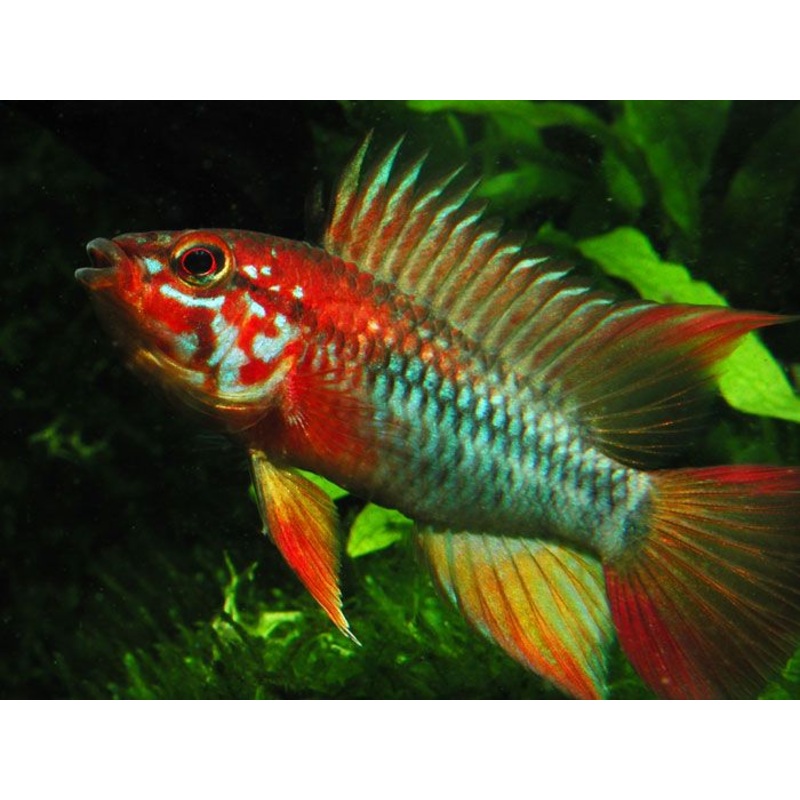Apistogramma Vijita Red Neck