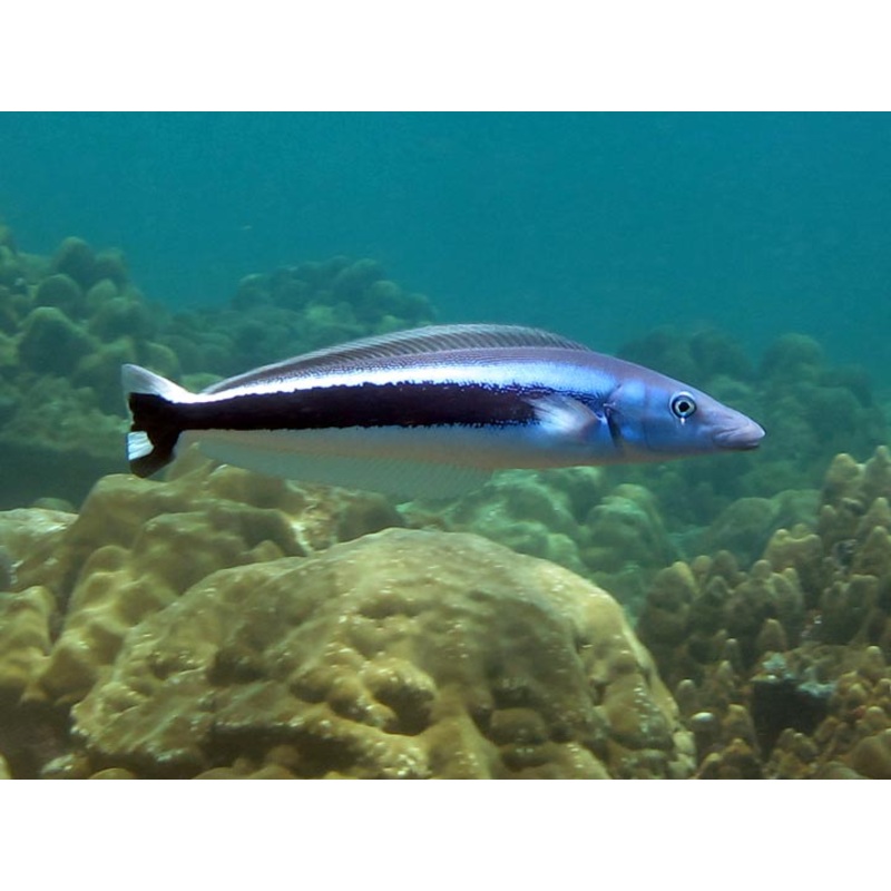 Blue Blanquillo Tilefish Size: M 2" to 3"
