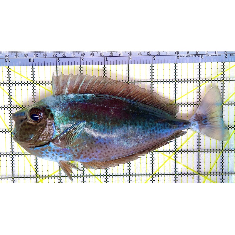 Longnose Spotted Unicorn Tang LSUT062101 WYSIWYG Size: XXXL 9" approx