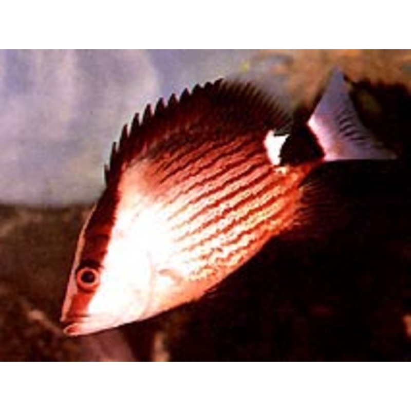 Malabar Red Snapper Size: M 3" to 4"