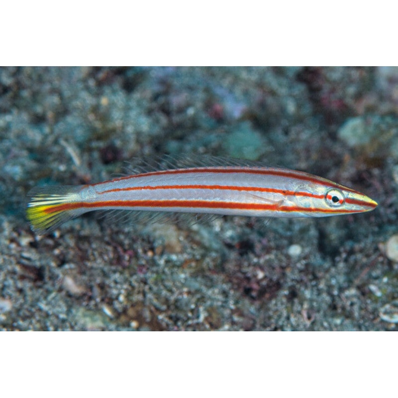Red Ring Wrasse Size: L 4" to 5" Juv