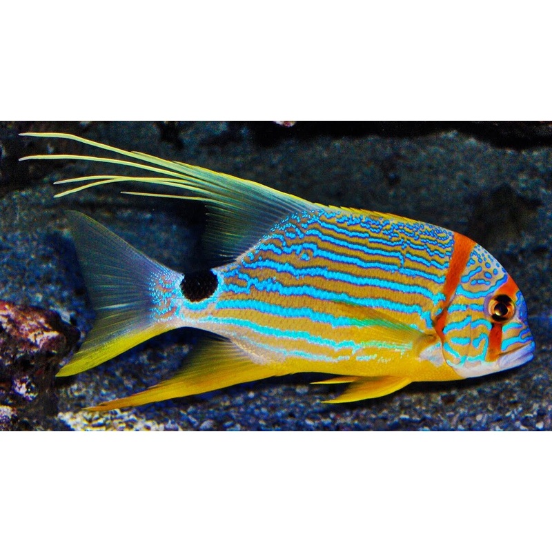 Threadfin Snapper Size: Tiny 2" And Below