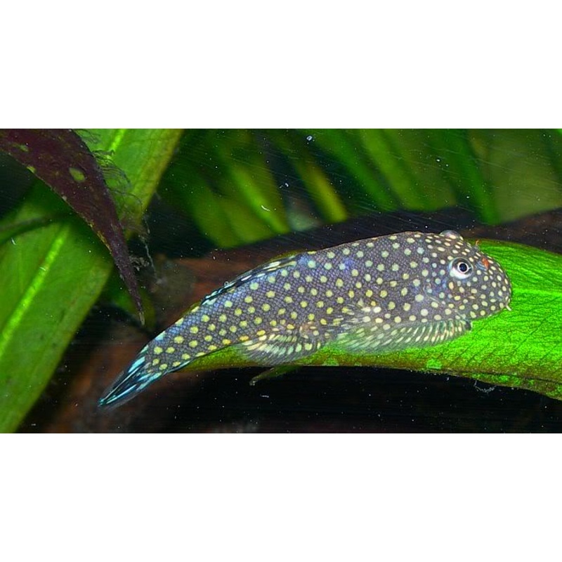 UFO Loach