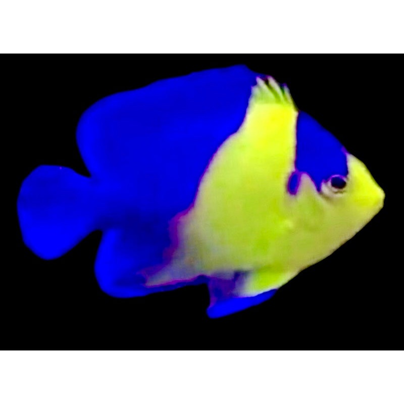 Venustus Angelfish Size: ML 3" to 3.5"