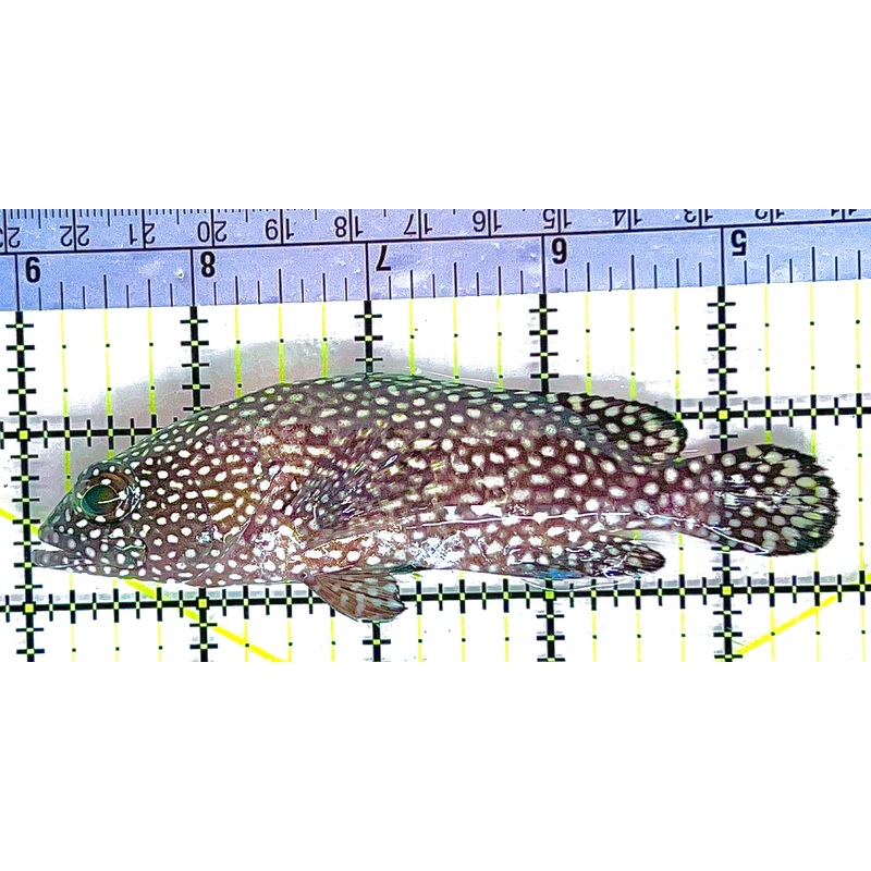 White Spotted Grouper WSG062101 WYSIWYG Size: L 4.5" approx