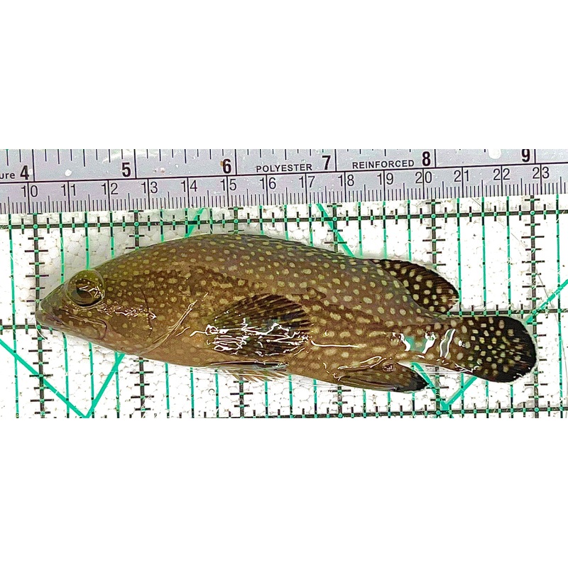 White Spotted Grouper WSG073101 WYSIWYG Size: XL 5" approx