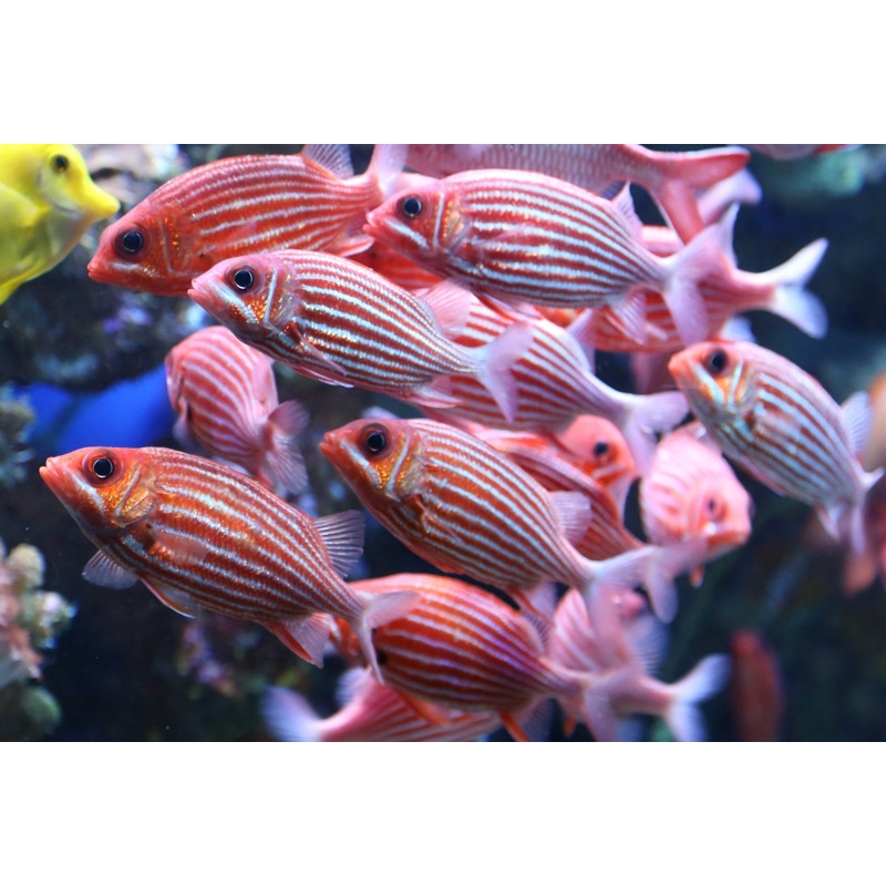White Stripe Red Soldier Fish Size: M 3" to 4"
