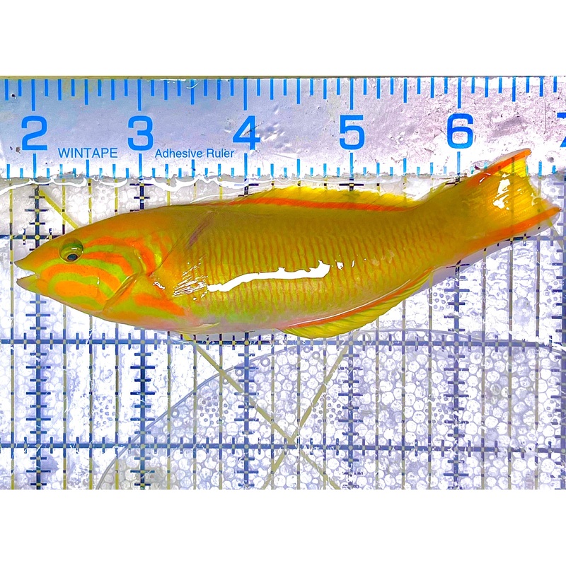 Yellow Banana Wrasse Size: L 5" to 6"