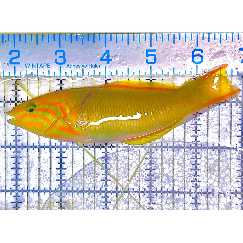 Yellow Banana Wrasse Size: M 3" to 4""