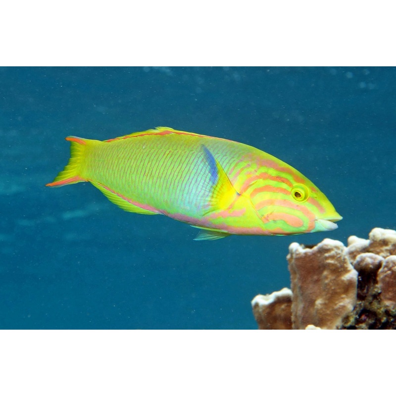Yellow Banana Wrasse Size: ML 4" to 5"