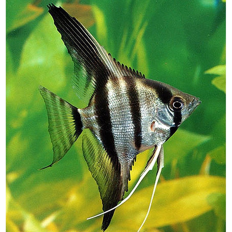 Zebra Angelfish Size: ML 2" to 3"