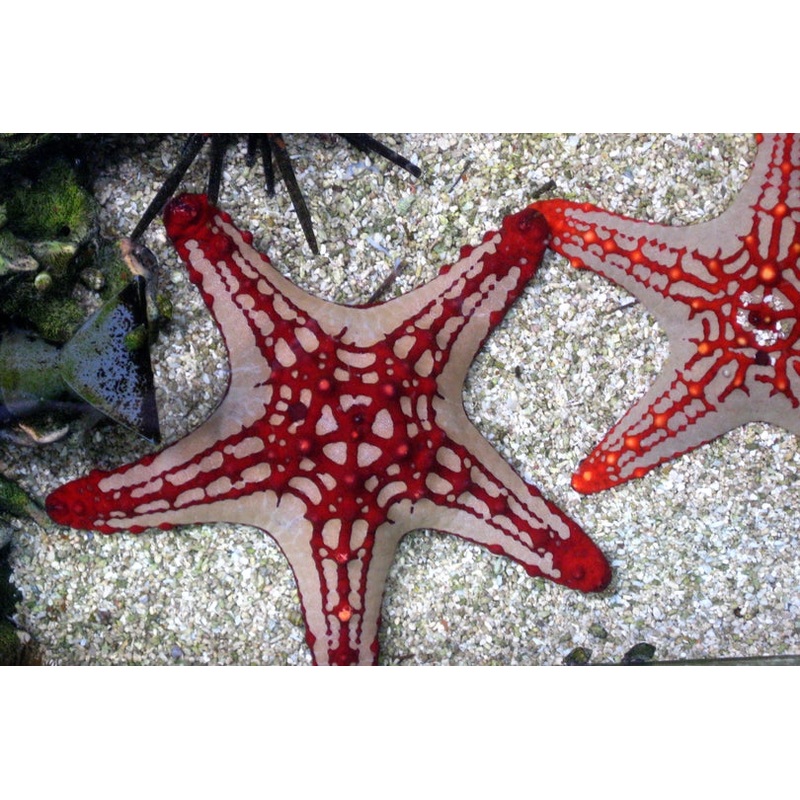 African Red Knob Starfish Size: XL 7" and Above