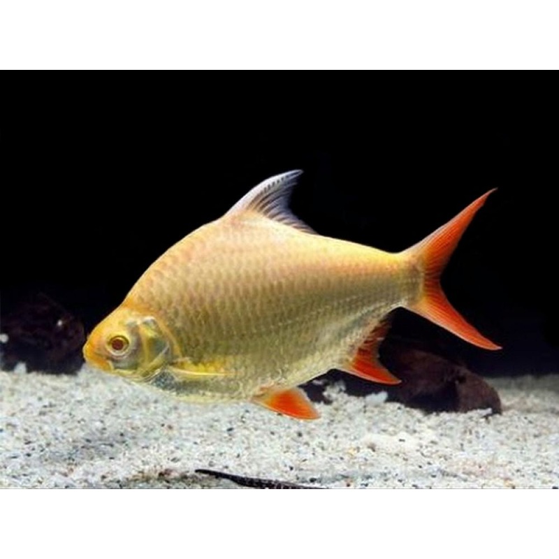 Albino Tin Foil Barb