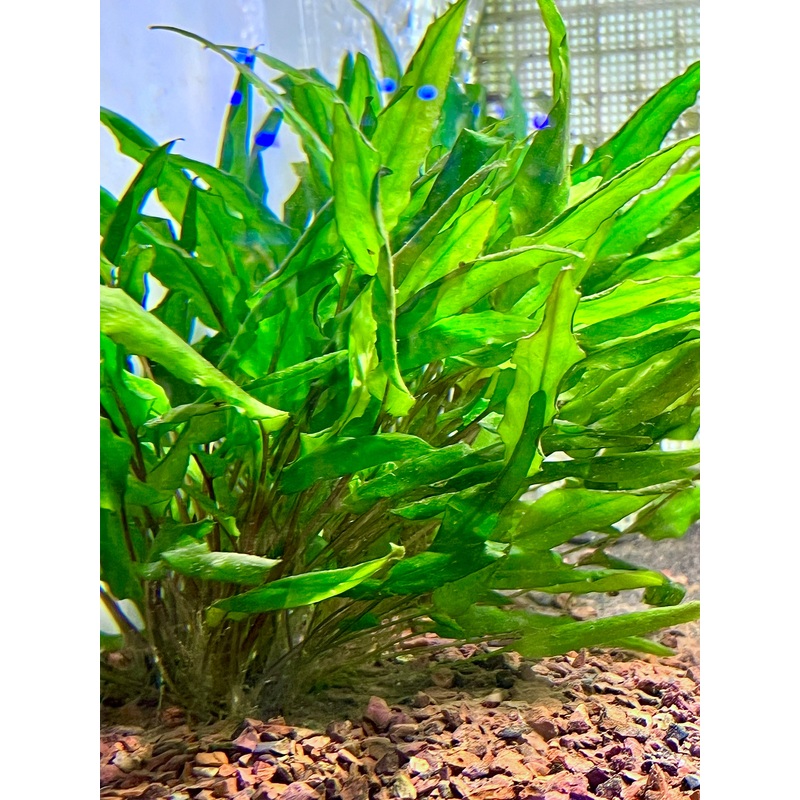Cryptocoryne Wendtii Size: L  4 to 5 inch 5 Stem pack (Submerged)