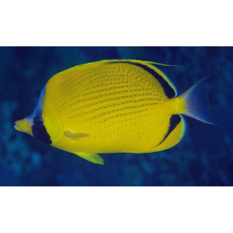 Dotted Butterflyfish Size: M 2" to 3"
