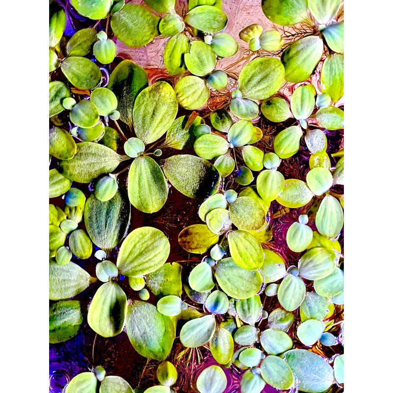 Dwarf Water Lettuce Size: S Bundle of 10 Stems