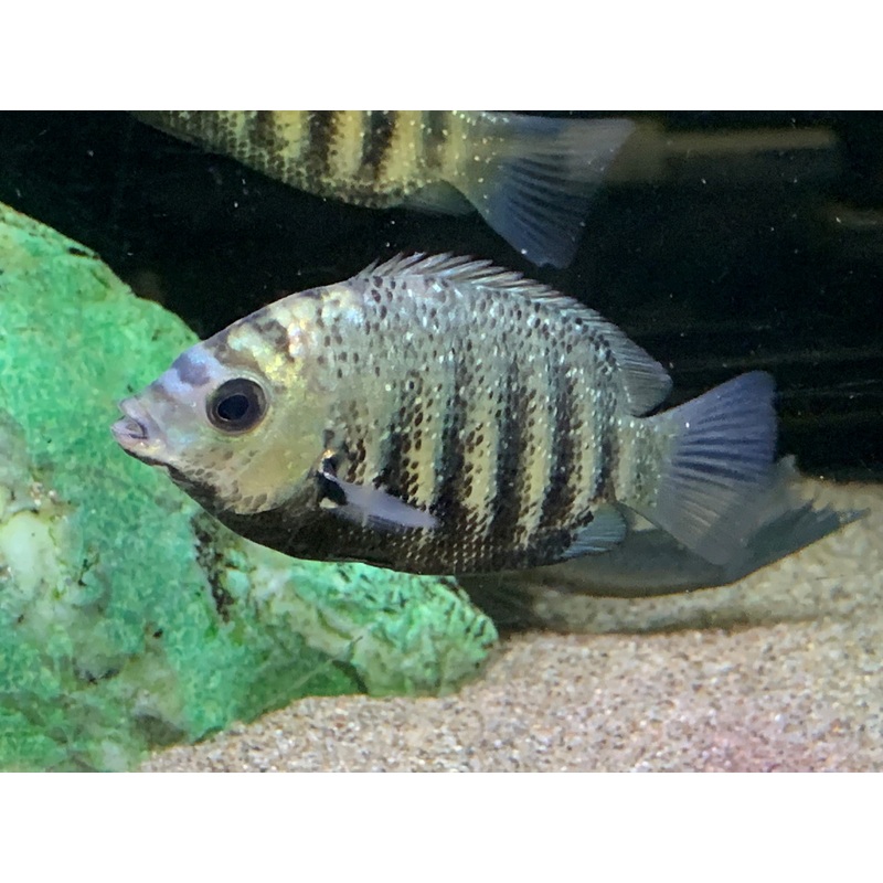 Green Banded Chromide