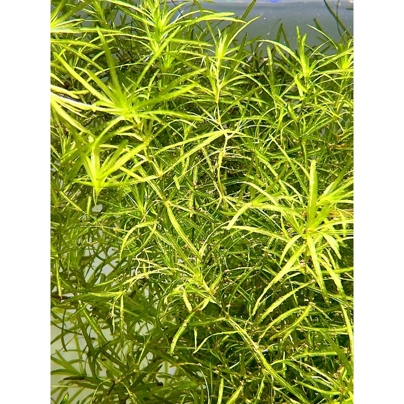 Guppy Grass Size: S Bulk bundle (Submerged)