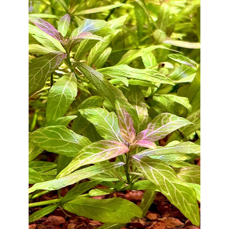 Hygrophila Polysperma 4" to 5" inch Single Stem (Submerged)