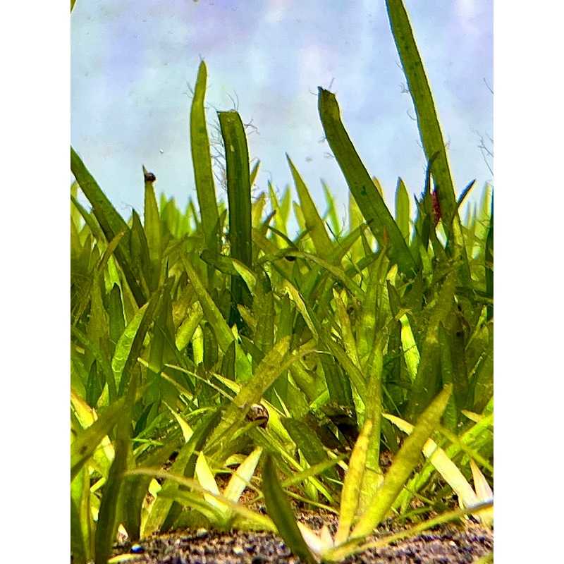 Jungle Val Size: S 2 to 3 10 stem pack (Submerged)