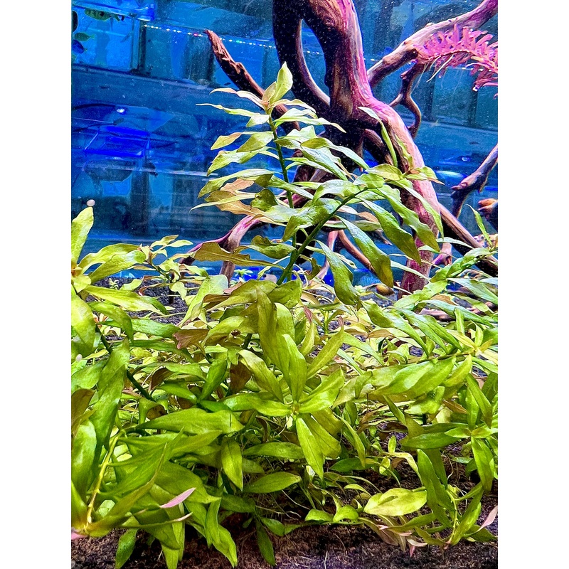 Ludwigia Repens Narrow Leaf 4" to 5" Single Stem (Submerged)