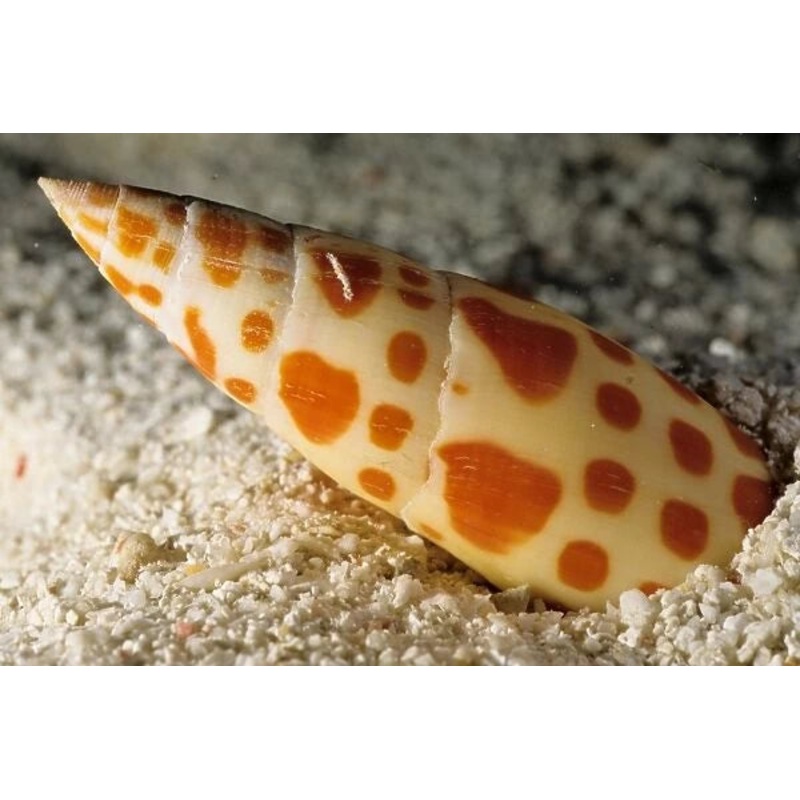 Mitra Snail