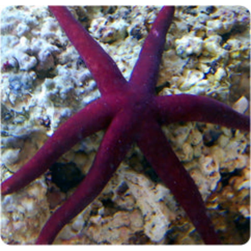 Purple Linckia Starfish
