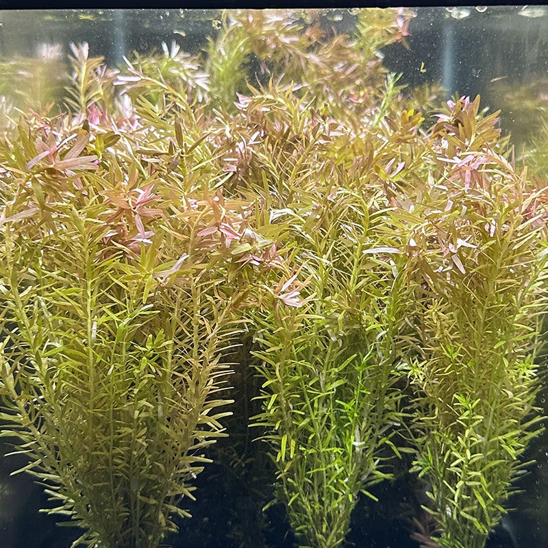 Rotala Indica Size L 4" to 5" inch single stem (Submerged)